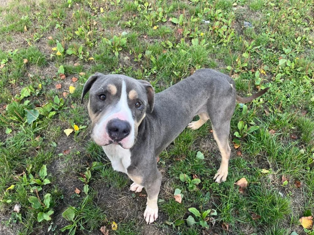 OSLO, male 3yo American Bully for adoption at SPA Cholet, Cholet