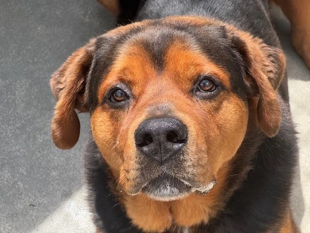 Leyton, male Bernese Mountain Dog for adoption at SPA Cholet, Cholet