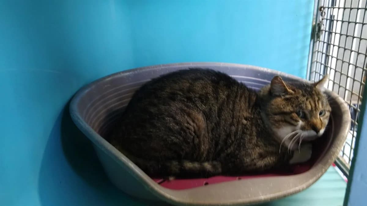 HYPNOMADE minouche, male mixed breed for adoption at SPA Cholet, Cholet