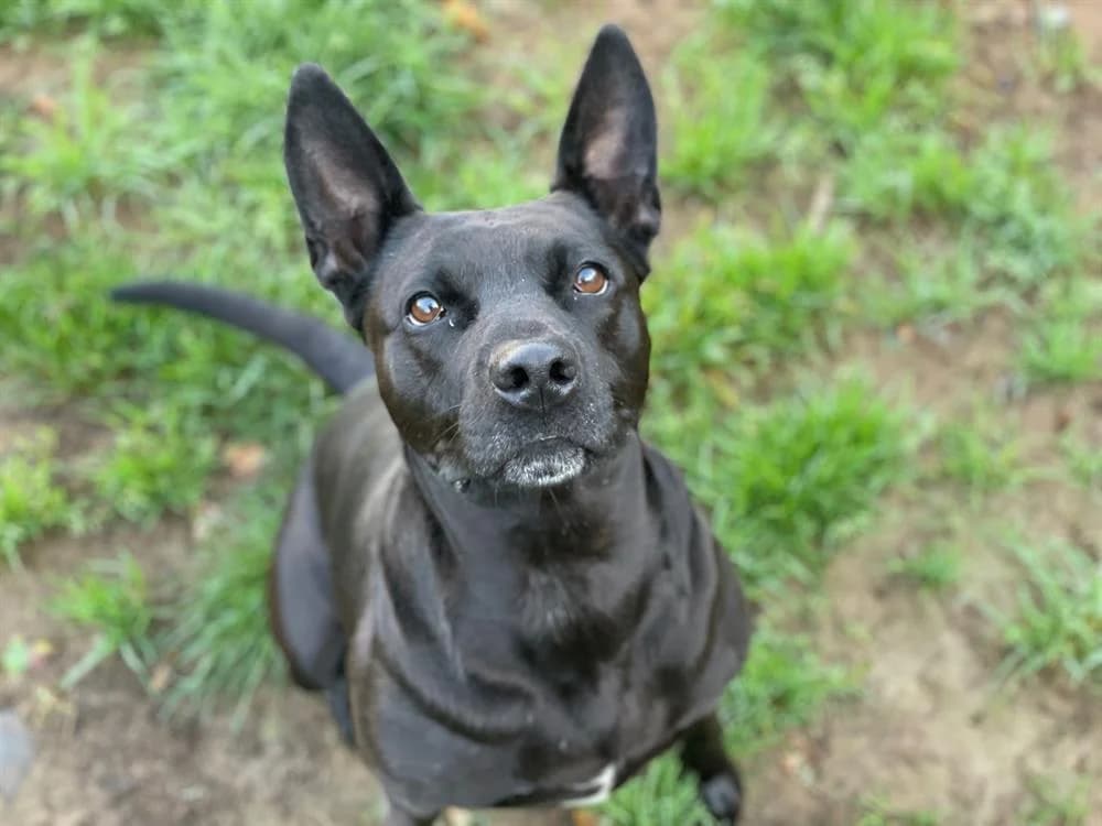 KAYA, female Labrador Retriever for adoption at SPA Cholet, Cholet