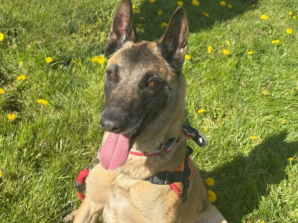 Rita, female Belgian Malinois for adoption at SPA Cholet, Cholet