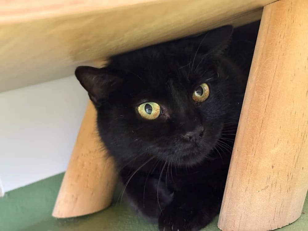 YONA, female mixed breed for adoption at SPA Cholet, Cholet