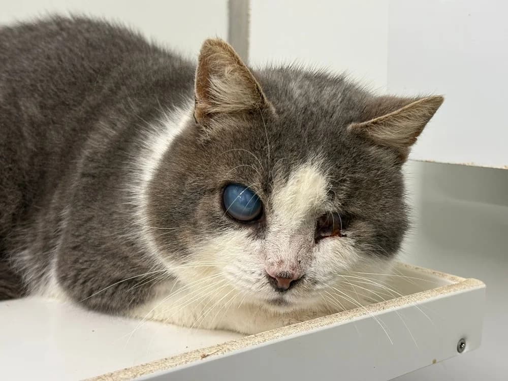 RAY CHARLES, male mixed breed for adoption at SPA Cholet, Cholet