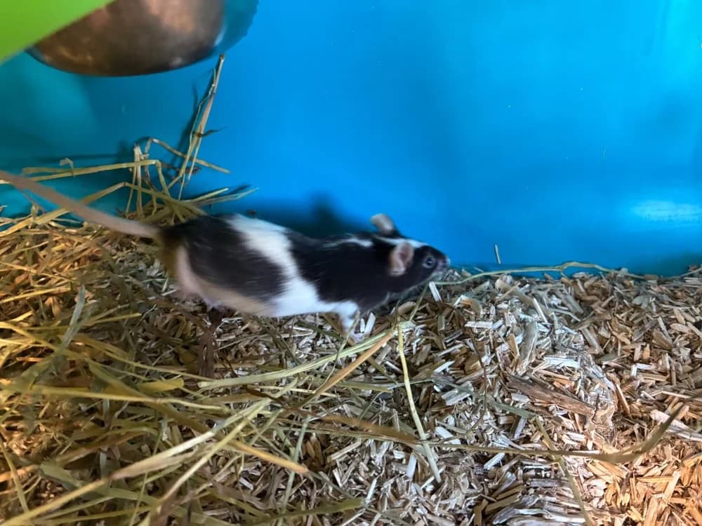 TOTORO, male mixed breed for adoption at SPA Cholet, Cholet