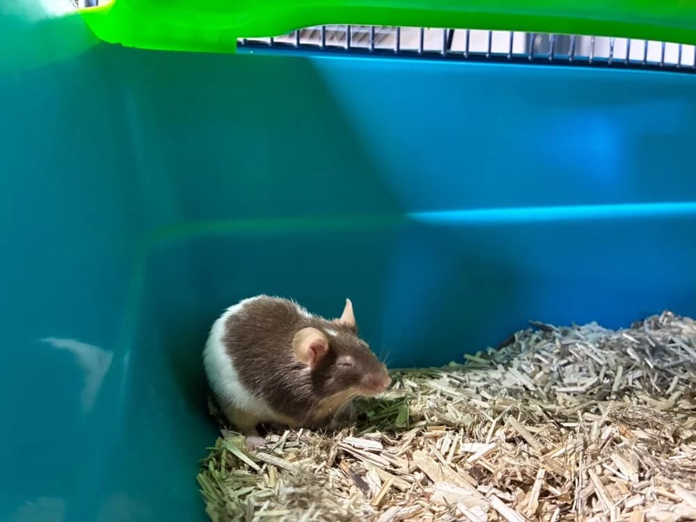 TOTEM, male young mixed breed for adoption at SPA Cholet, Cholet