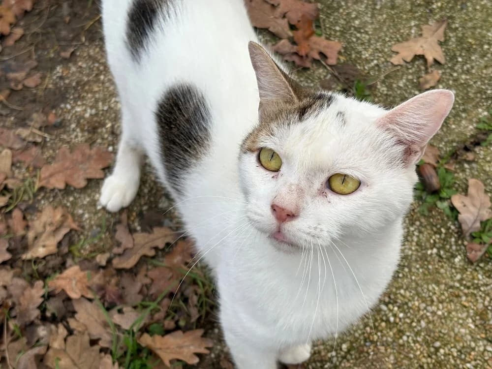 SMILEY, male mixed breed for adoption at SPA Cholet, Cholet