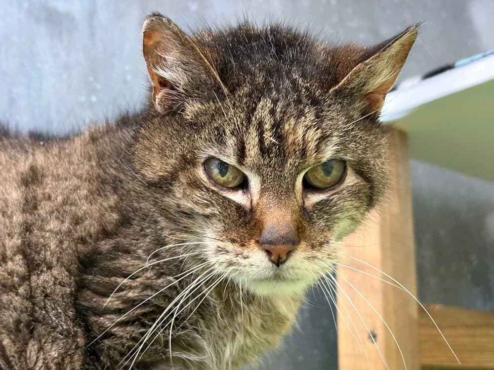 Capone, female mixed breed for adoption at SPA Cholet, Cholet