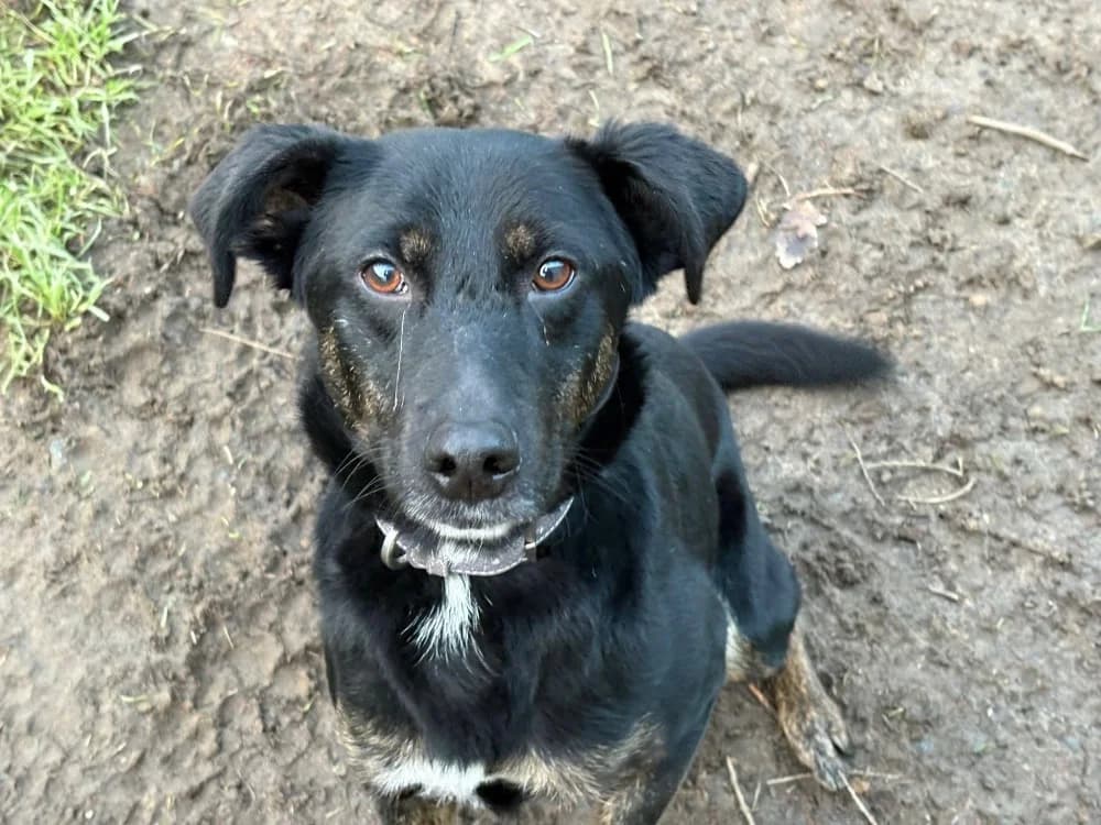 UNO, male mixed breed for adoption at SPA Cholet, Cholet