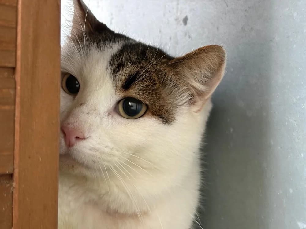 Shakespeare, male mixed breed for adoption at SPA Cholet, Cholet