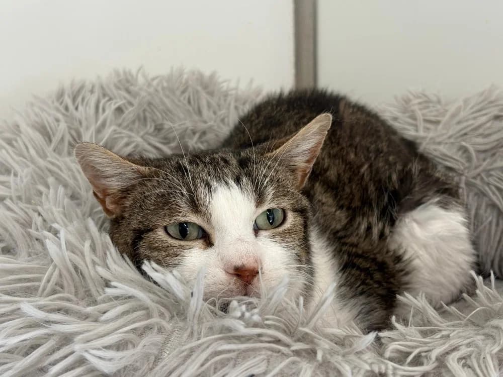 Norman, male mixed breed for adoption at SPA Cholet, Cholet