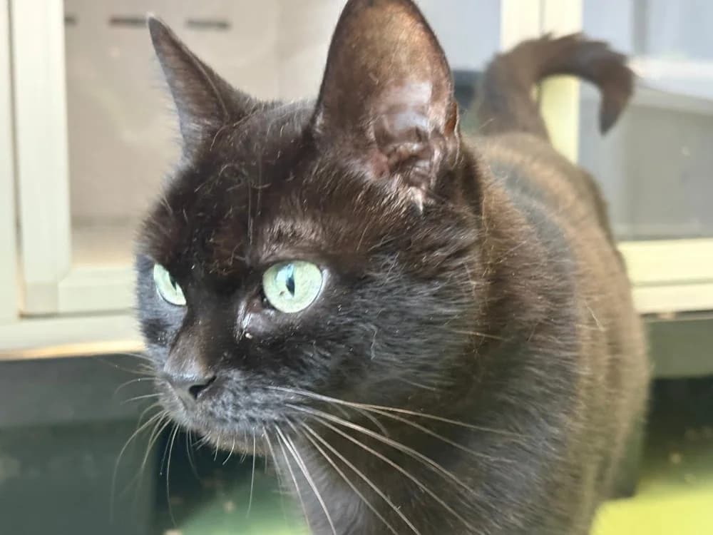 Victoire, female senior mixed breed for adoption at SPA Cholet, Cholet