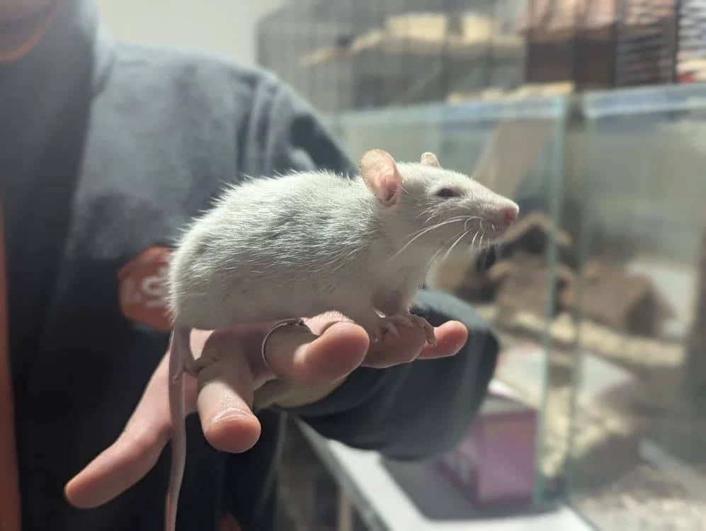 DIN, male mixed breed for adoption at SPA Cholet, Cholet