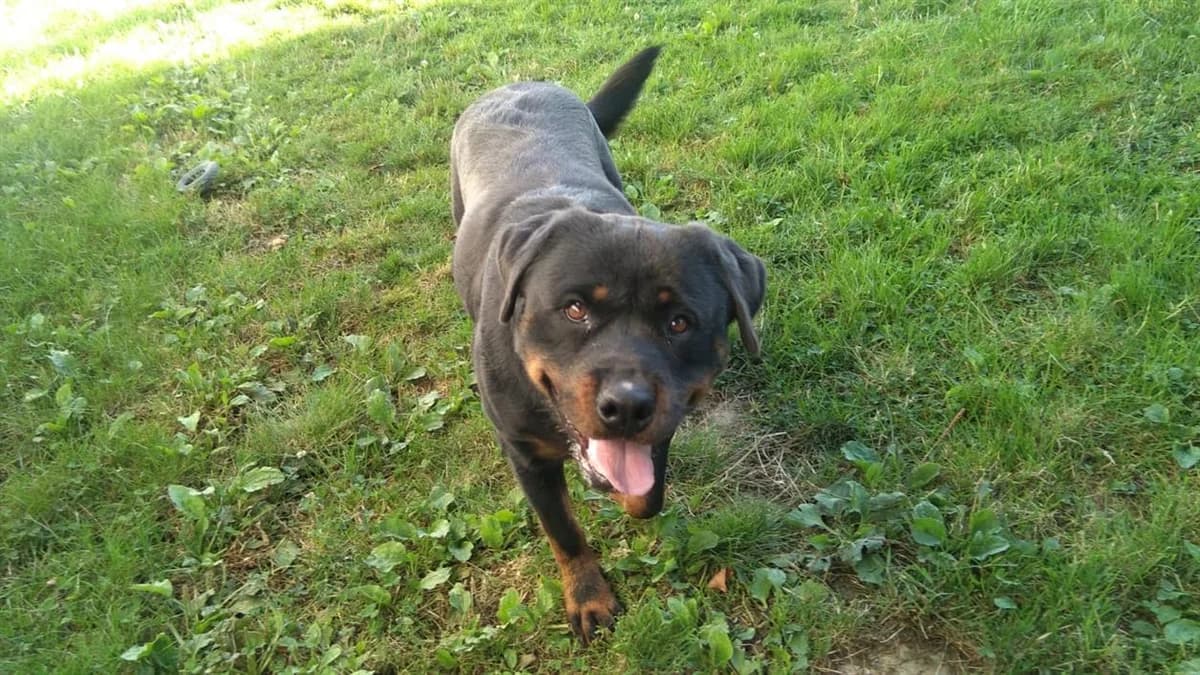 Raven, female Rottweiler for adoption at SPA Cholet, Cholet