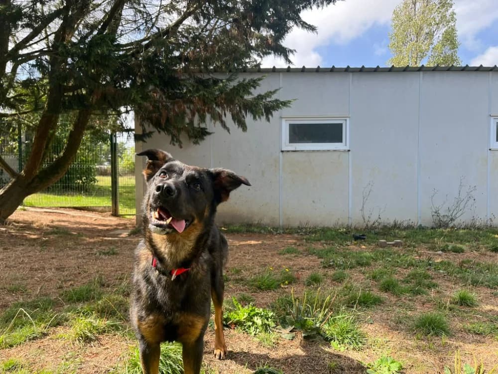 UBYSS, female 3yo mixed breed for adoption at SPA Cholet, Cholet