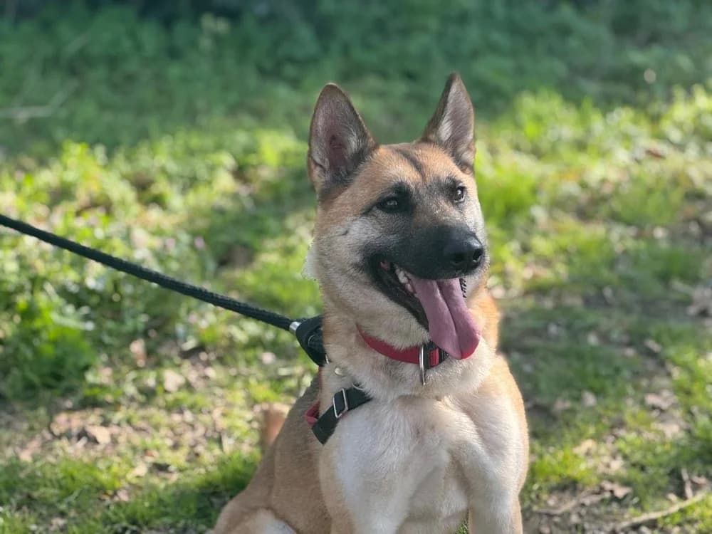 ATHENA, female mixed breed for adoption at SPA Cholet, Cholet