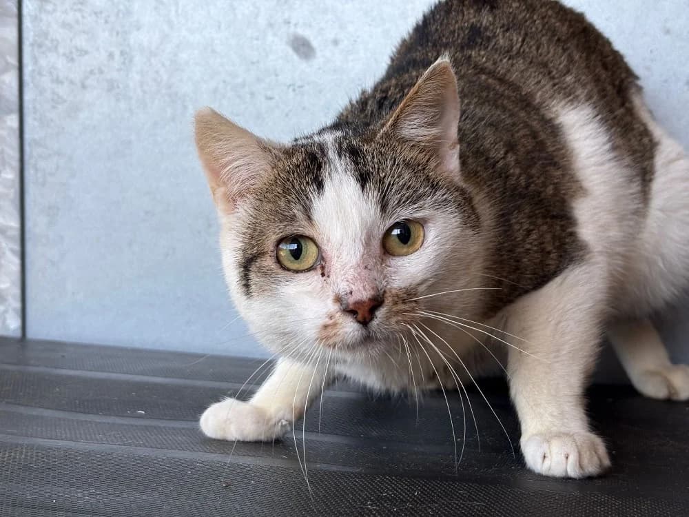 Gaston, male mixed breed for adoption at SPA Cholet, Cholet