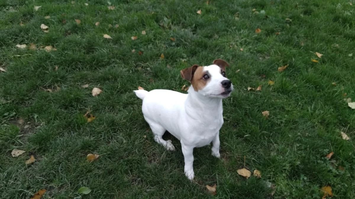 SNOOPY, male Jack Russell Terrier for adoption at SPA Cholet, Cholet