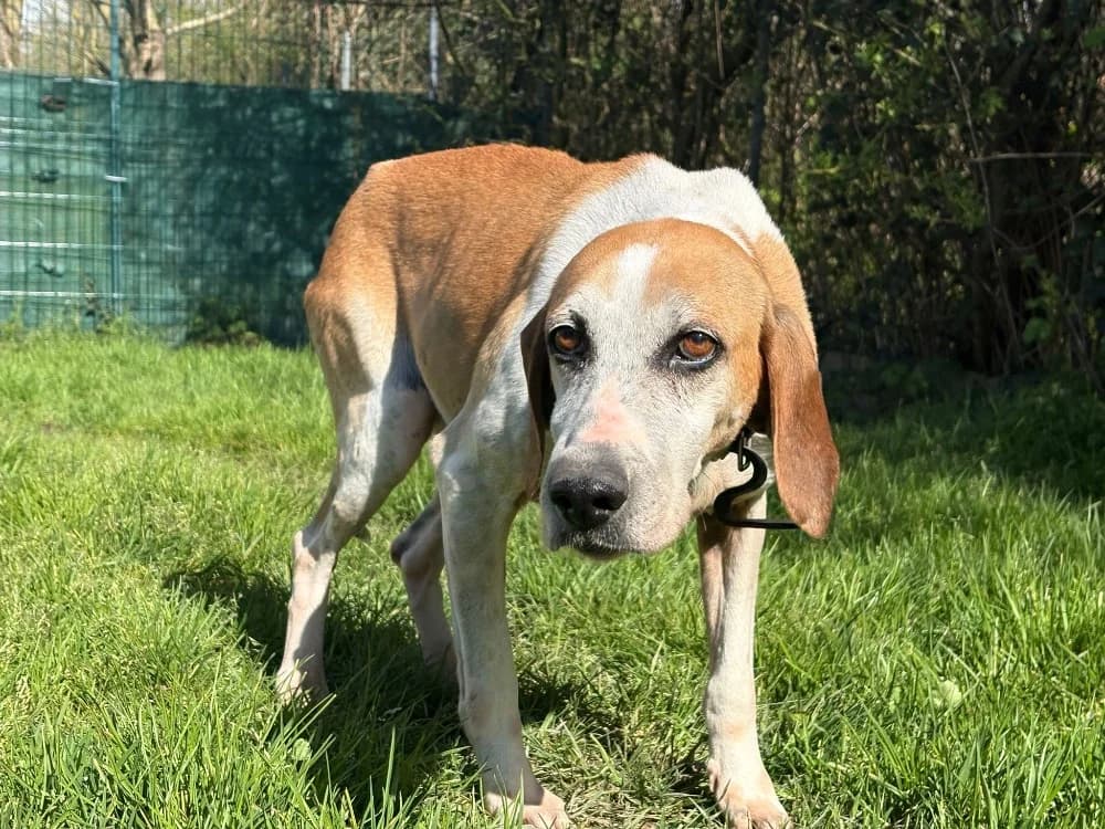 Opale, female mixed breed for adoption at SPA Cholet, Cholet