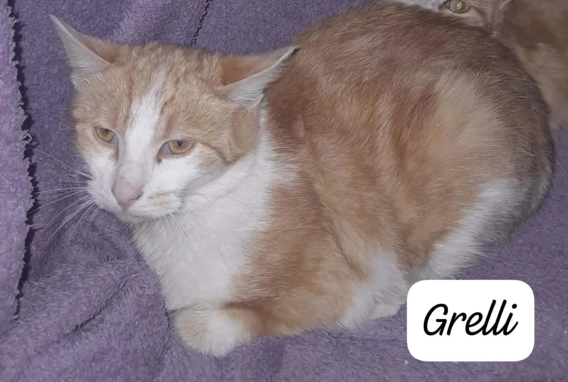 GRELLI, female mixed breed for adoption at SPA Cholet, Cholet
