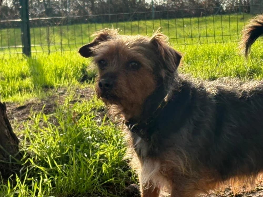 Milou, male mixed breed for adoption at SPA Cholet, Cholet