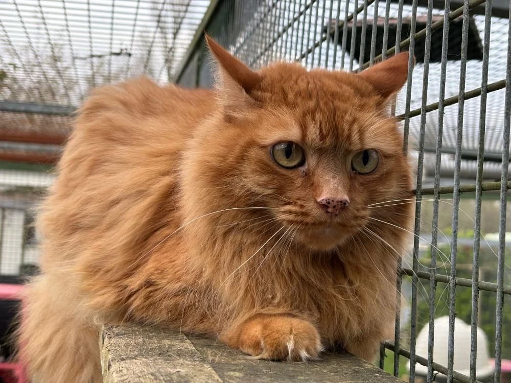 Ruby, male mixed breed for adoption at SPA Cholet, Cholet