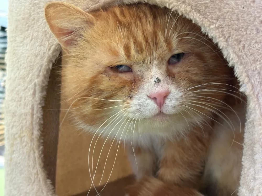 César, male mixed breed for adoption at SPA Cholet, Cholet