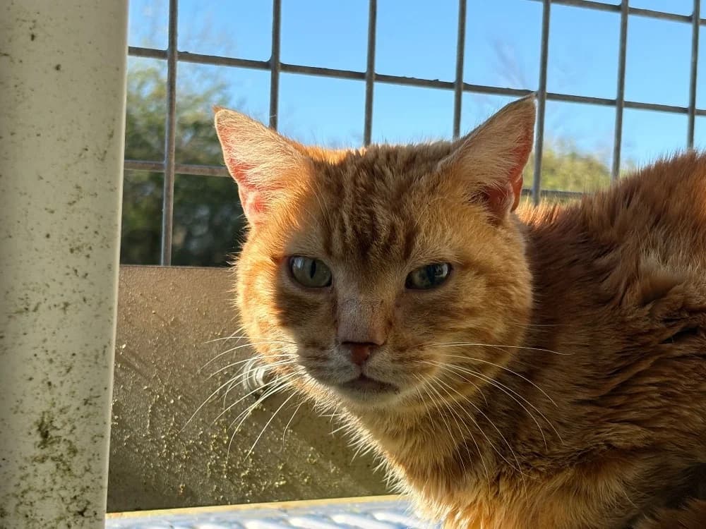 Woga, male mixed breed for adoption at SPA Cholet, Cholet