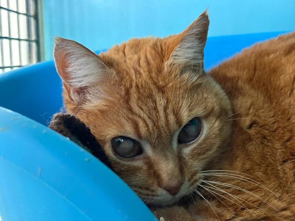 Maya, female mixed breed for adoption at SPA Cholet, Cholet