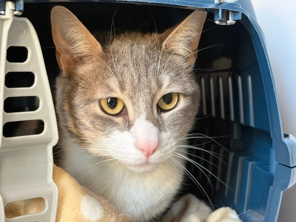 imli, male mixed breed for adoption at SPA Cholet, Cholet