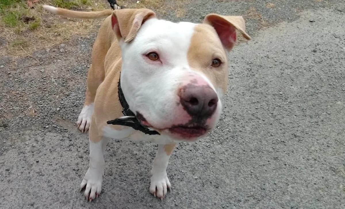 Nayron, male mixed breed for adoption at SPA Cholet, Cholet