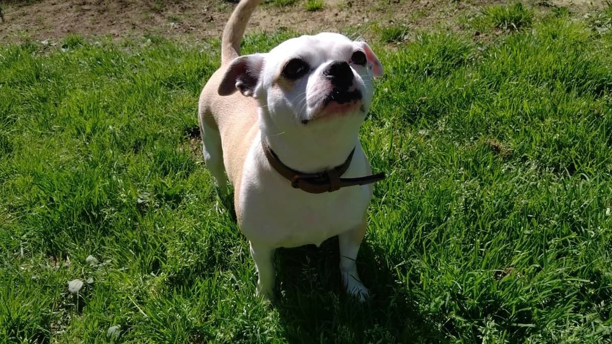 Tina réservée, female American Bully for adoption at SPA Cholet, Cholet