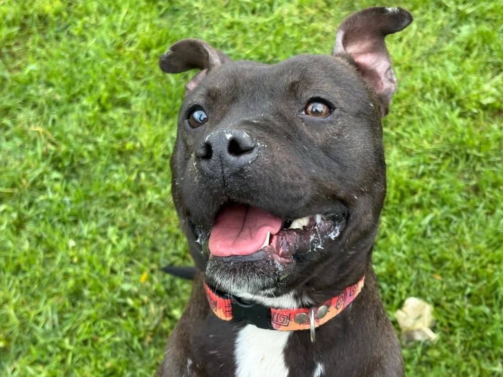 Volcan, male Staffordshire Bull Terrier for adoption at SPA Cholet, Cholet