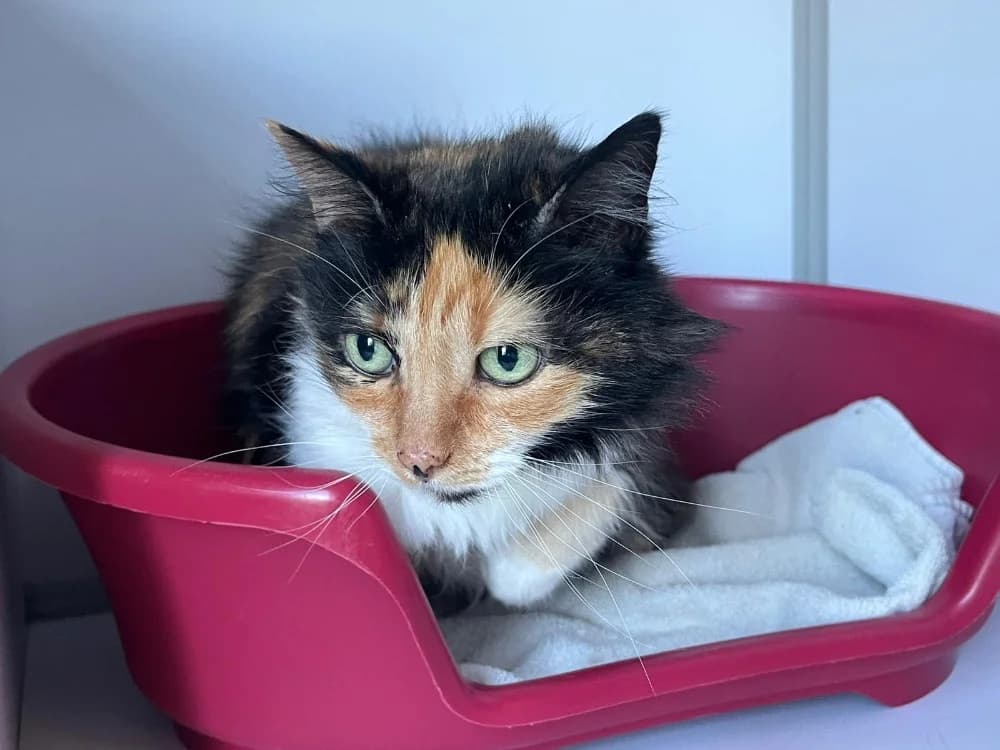 MEGA, female mixed breed for adoption at SPA Cholet, Cholet