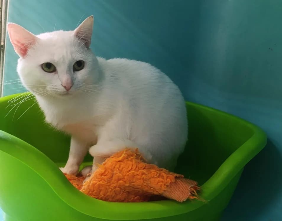 shoto, male mixed breed for adoption at SPA Cholet, Cholet