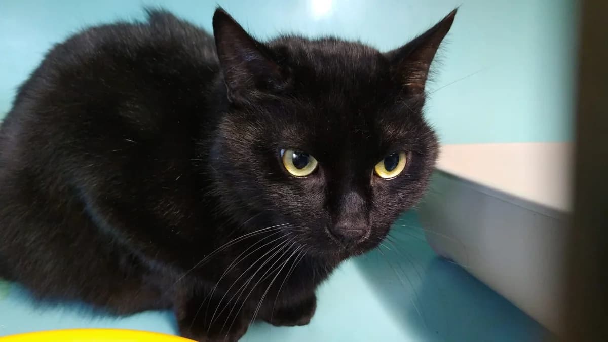 BISCUIT, male mixed breed for adoption at SPA Cholet, Cholet