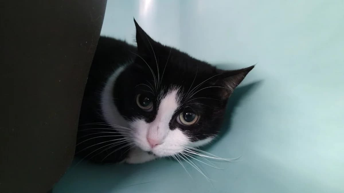 BRUME, female mixed breed for adoption at SPA Cholet, Cholet