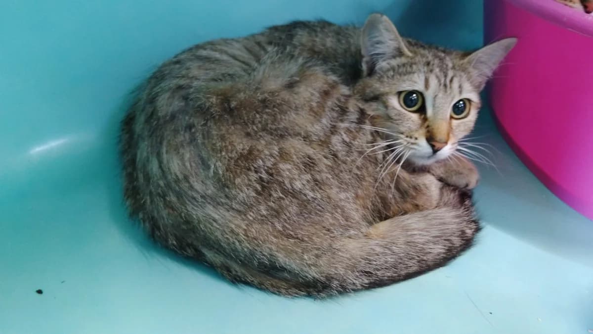 Claire, female Mixed Breed for adoption at SPA Cholet, Cholet