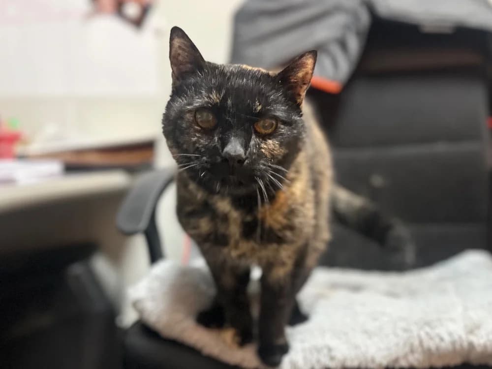 CHOCOLATE, female senior mixed breed for adoption at SPA Cluses, Cluses