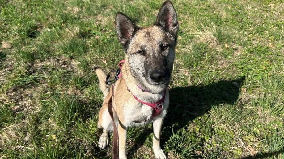 ULYSSE, female young Husky for adoption at SPA Cluses, Cluses
