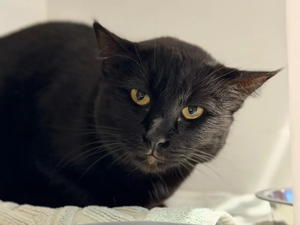 BASTET, female 5yo mixed breed for adoption at SPA Cluses, Cluses