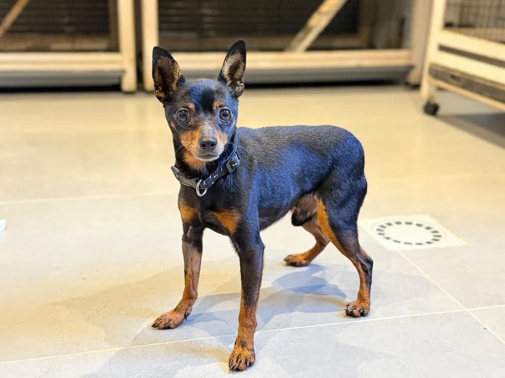 ORSON, male senior mixed breed for adoption at SPA Cluses, Cluses
