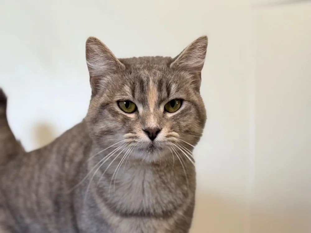 MOKA, female mixed breed for adoption at SPA Gennevilliers (Grammont), Gennevilliers