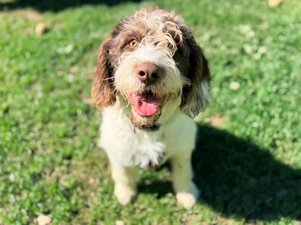 AARON, male puppy mixed breed for adoption at SPA Cluses, Cluses