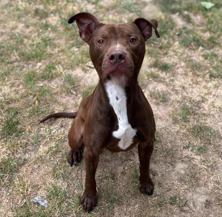 Goyard CAA13608, male 3yo American Bully for adoption at SPA Compiègne, Compiègne