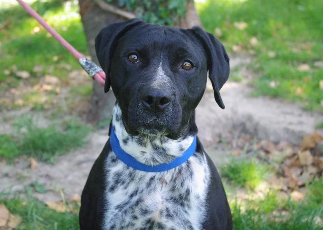 Cassegrain CAA13772, male 5yo Pointer for adoption at SPA Compiègne, Compiègne