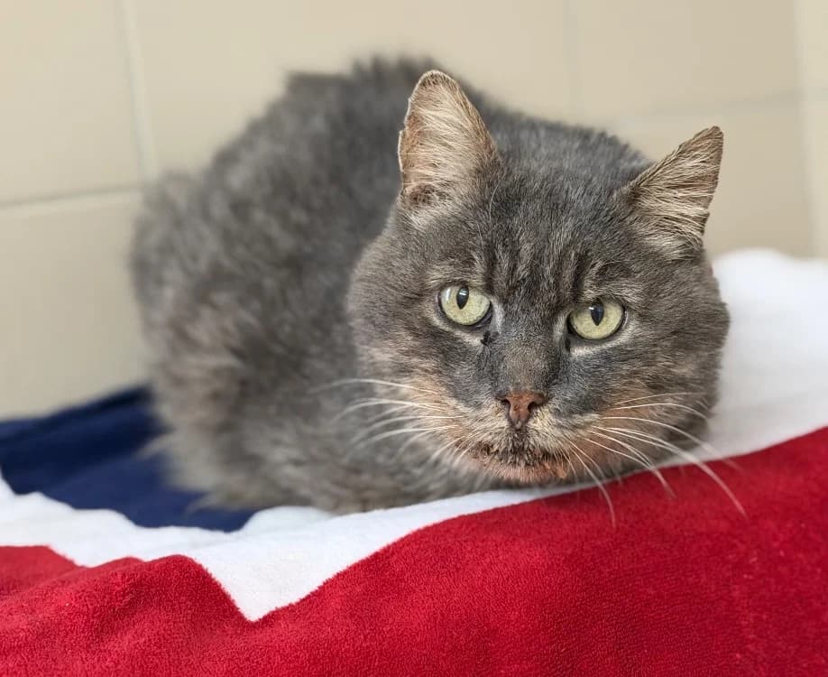 Guimauve Cab3780, male mixed breed for adoption at SPA Compiègne, Compiègne