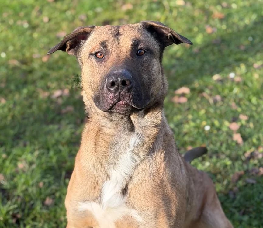 Koda CAA14461, male young Mixed Breed for adoption at SPA Compiègne, Compiègne