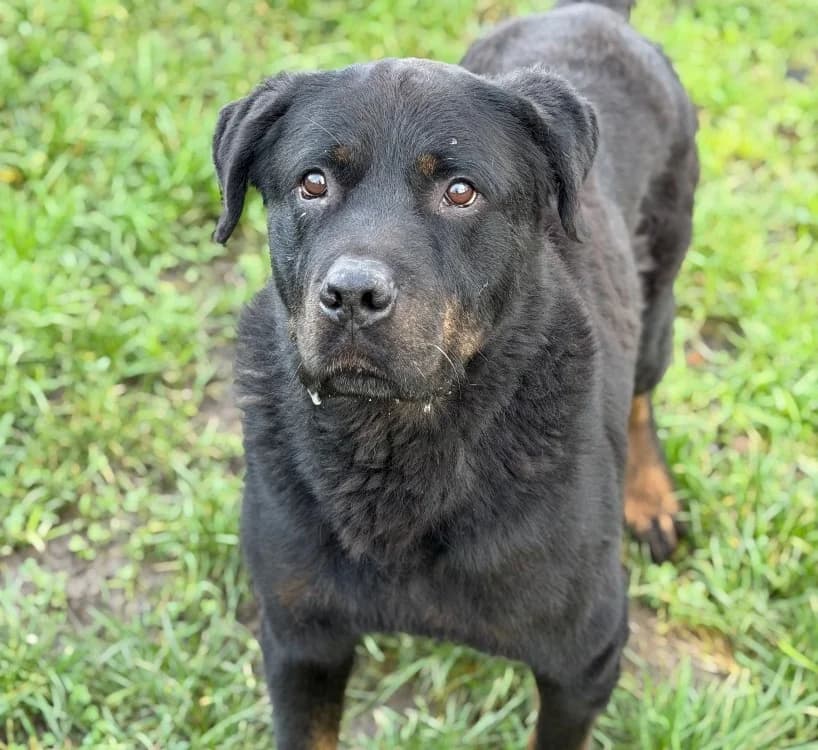 Bok, male senior Rottweiler for adoption at SPA Compiègne, Compiègne