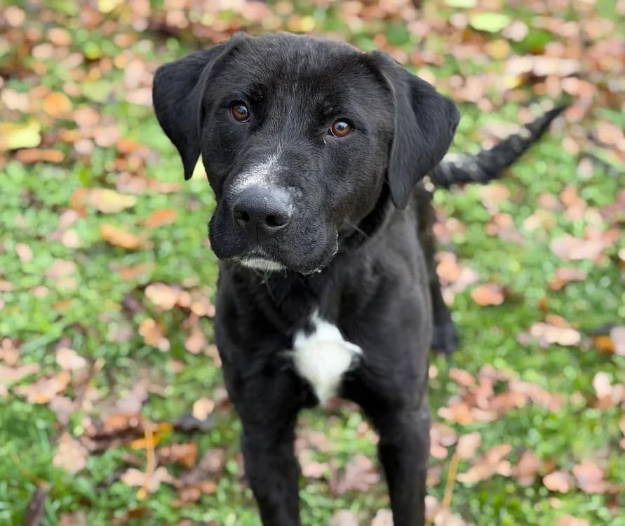 Wega CAA14527, male Labrador Retriever for adoption at SPA Compiègne, Compiègne