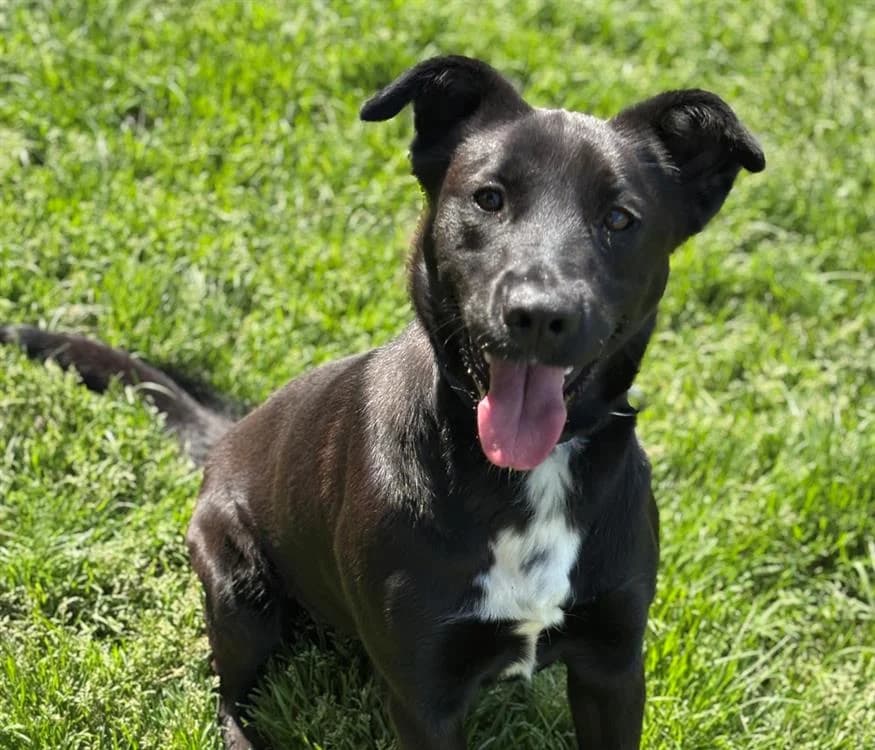 Freya CAA13311, female Mixed Breed for adoption at SPA Compiègne, Compiègne